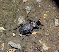 Carabus nodulosus