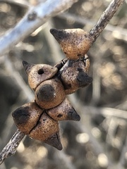 Disholcaspis pattersoni