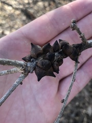 Disholcaspis pattersoni