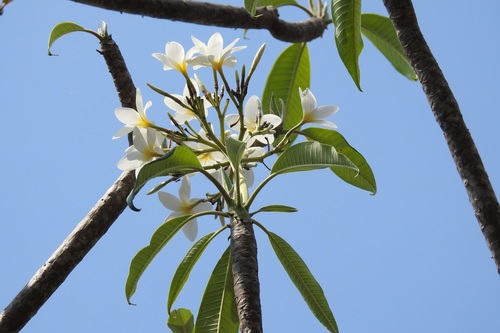 Plumeria rubra