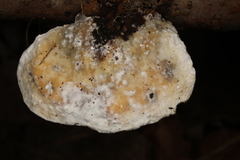 Skeletocutis semipileata