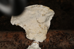 Skeletocutis semipileata