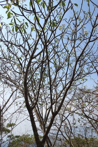 Plumeria rubra