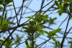 Tabernaemontana alba