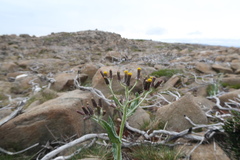 Senecio gunnii