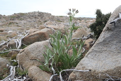 Senecio gunnii