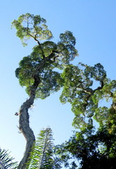 Aspidosperma polyneuron