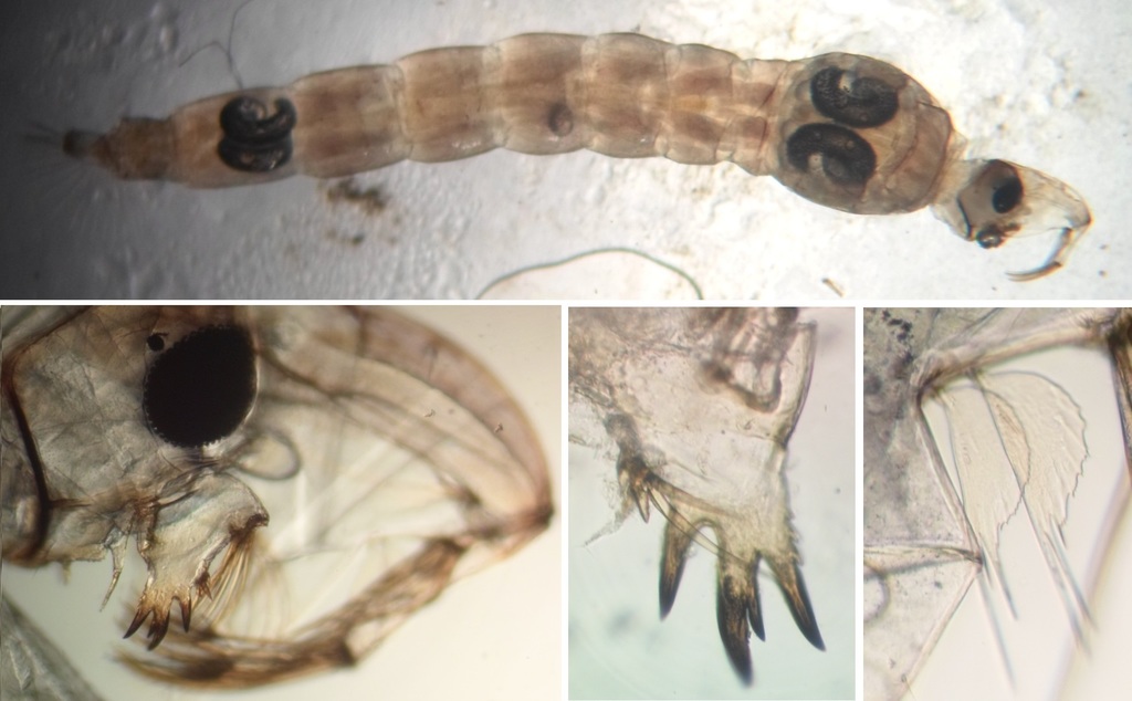 Chaoborus crystallinus