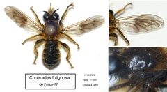 Choerades fuliginosa