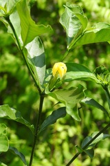 Tabernaemontana hannae