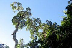 Aspidosperma polyneuron