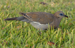 West Peruvian Dove photo 5
