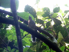 Hypoedaleus guttatus
