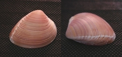 Hysteroconcha rosea