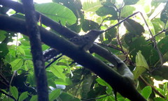 Hypoedaleus guttatus