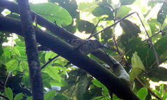 Hypoedaleus guttatus