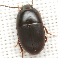 Gondwanocrypticus platensis