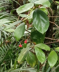 Ocotea pulchella