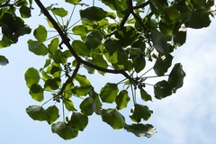 Oreopanax platyphyllus