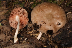 Pluteus septocystidiatus