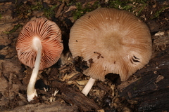 Pluteus septocystidiatus