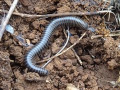 Acanthoiulus cassinensis