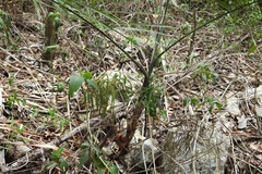Chamaedorea glaucifolia
