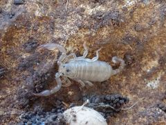 Euscorpius garganicus