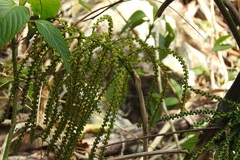 Chamaedorea glaucifolia
