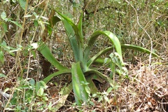 Agave kewensis