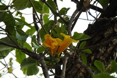 Anemopaegma chrysanthum