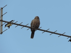 Streptopelia decaocto
