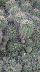 Echinopsis oxygona