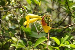 Anemopaegma chrysanthum