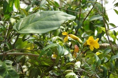 Anemopaegma chrysanthum