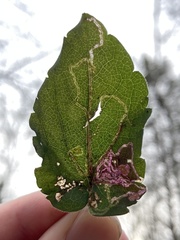 Bucculatrix staintonella