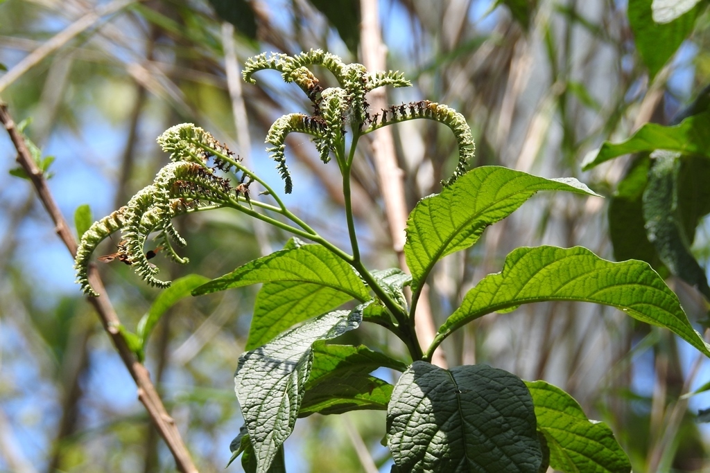 Tournefortia glabra