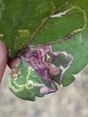 Bucculatrix staintonella