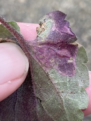 Bucculatrix staintonella