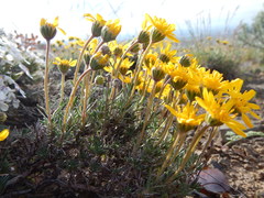 Nestotus stenophyllus