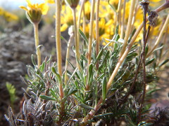 Nestotus stenophyllus