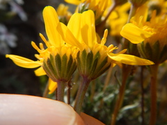 Nestotus stenophyllus