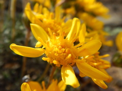 Nestotus stenophyllus