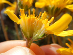 Nestotus stenophyllus