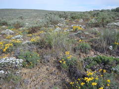 Nestotus stenophyllus