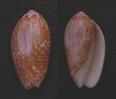 Oliva julieta