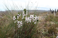 Euphrasia striata