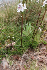 Euphrasia striata