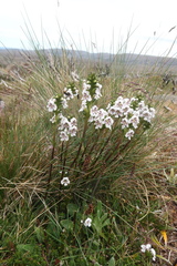 Euphrasia striata
