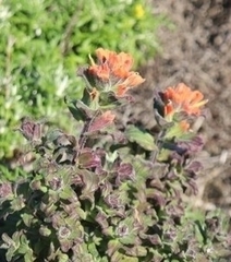 Castilleja latifolia